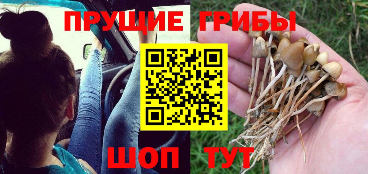 Псилоцибиновые грибы Cubensis  Вход с VPN  Всеволожск  Псилоцибиновые грибы Cubensis 